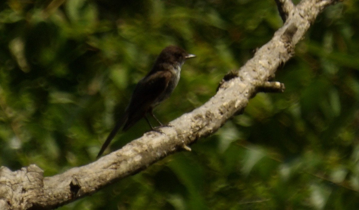 Eastern Phoebe - ML638996020