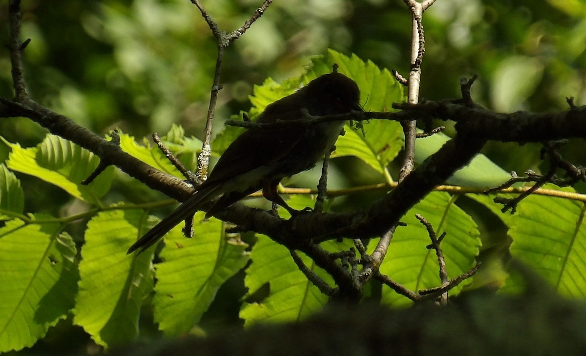 Eastern Phoebe - ML638996021