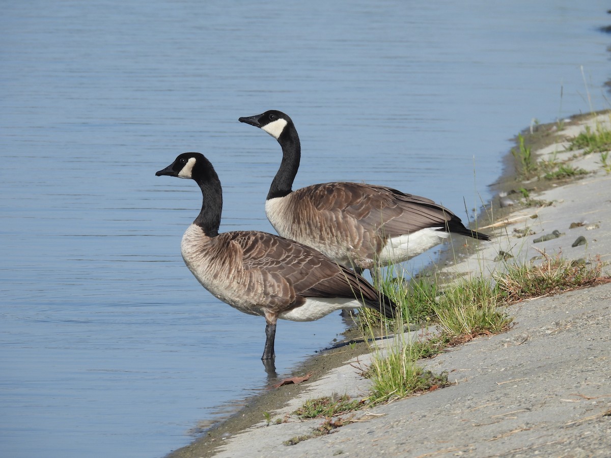Canada Goose - ML638996023