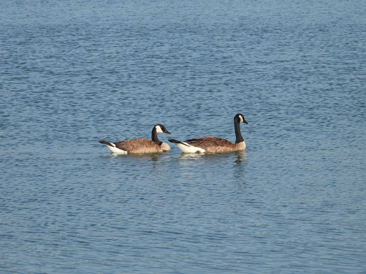 Canada Goose - ML638996025