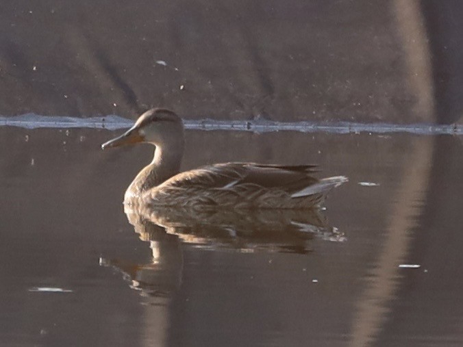 Mallard - ML638996028