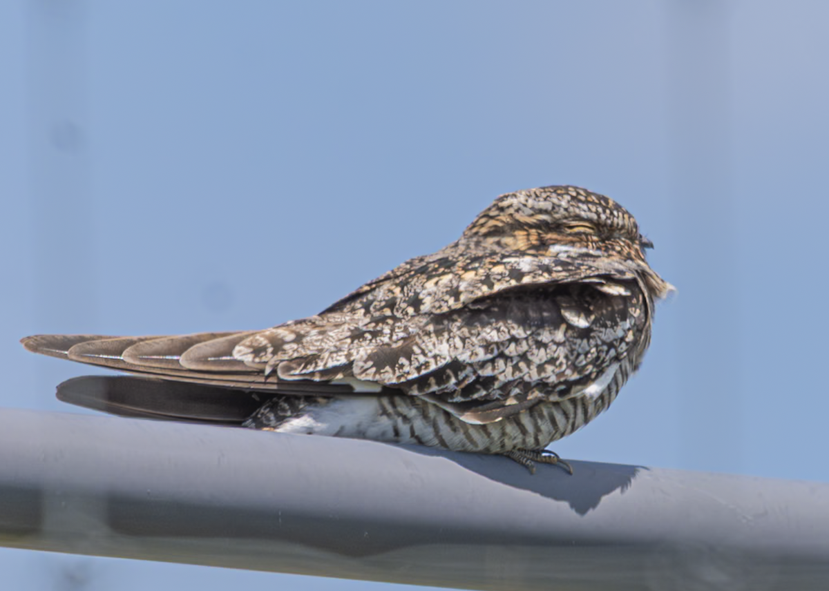 Common Nighthawk - ML638996029