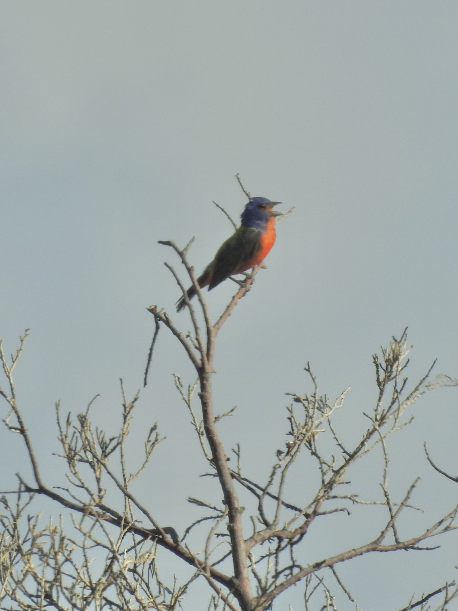 Painted Bunting - ML638996031