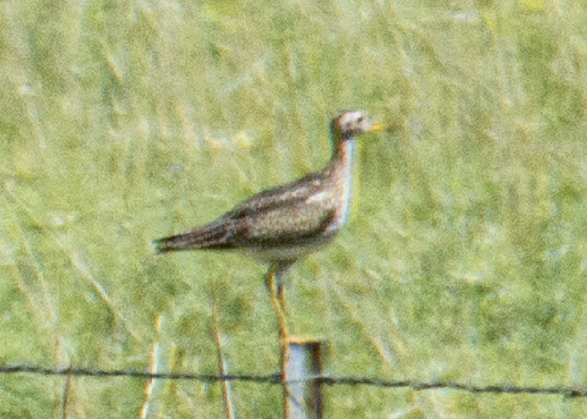 Upland Sandpiper - ML638996032