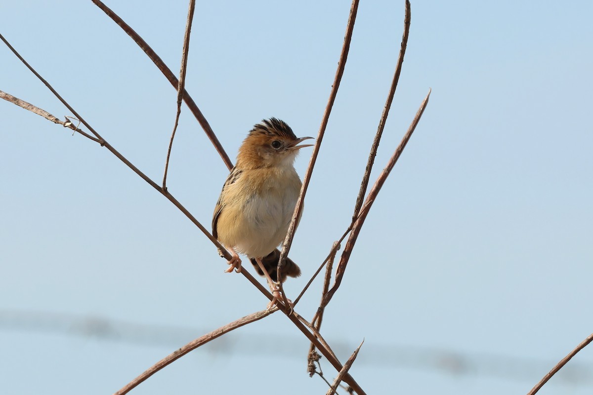 Golden-headed Cisticola - ML638996035