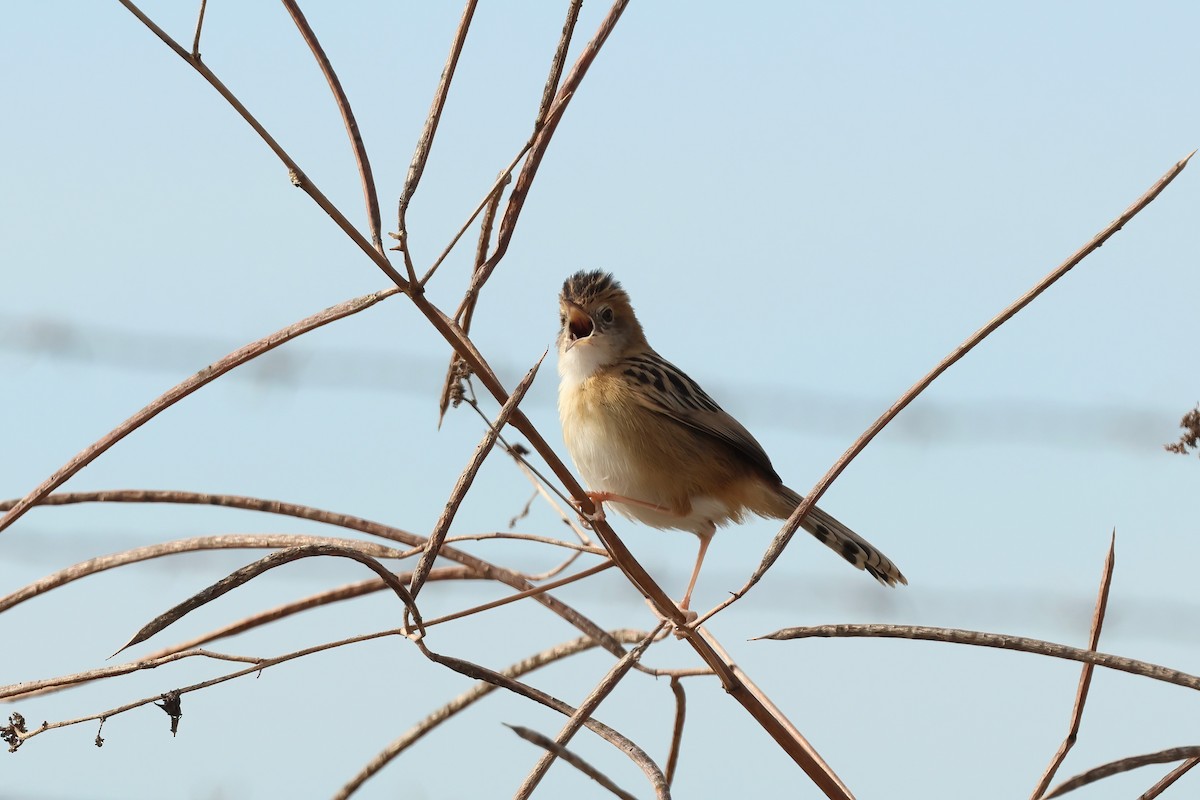 Golden-headed Cisticola - ML638996037