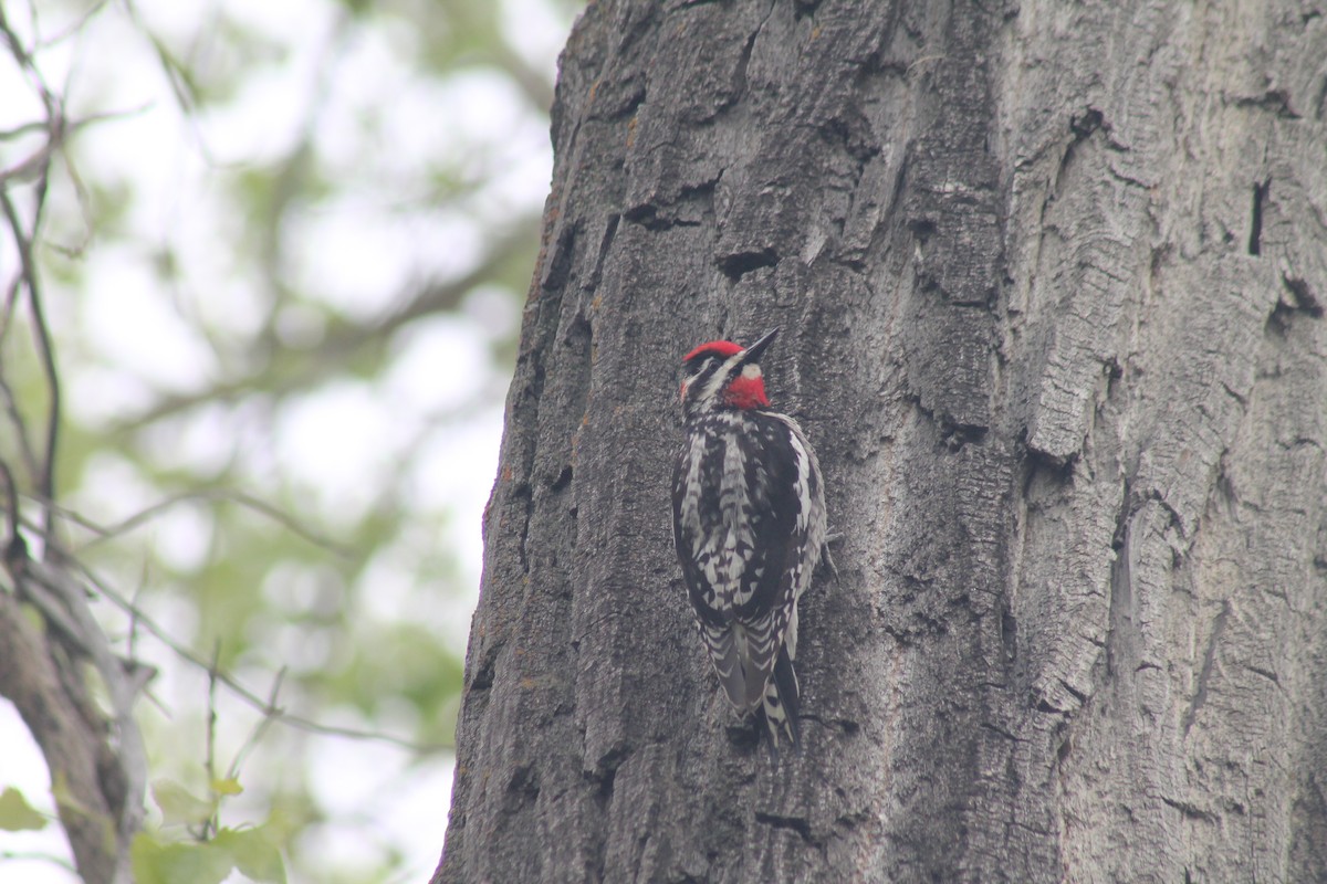 Red-naped Sapsucker - ML638996038