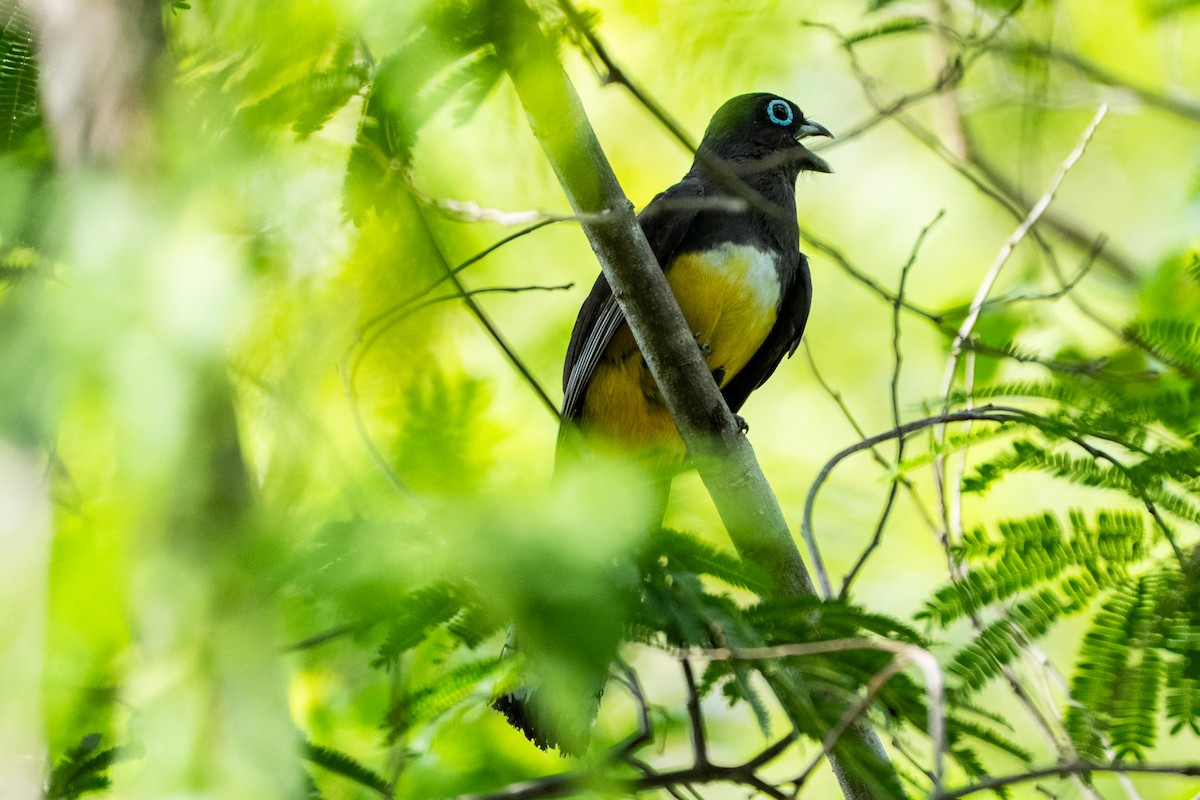 Black-headed Trogon - ML638996041