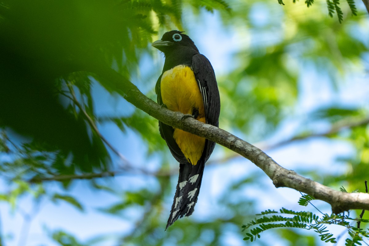 Black-headed Trogon - ML638996043