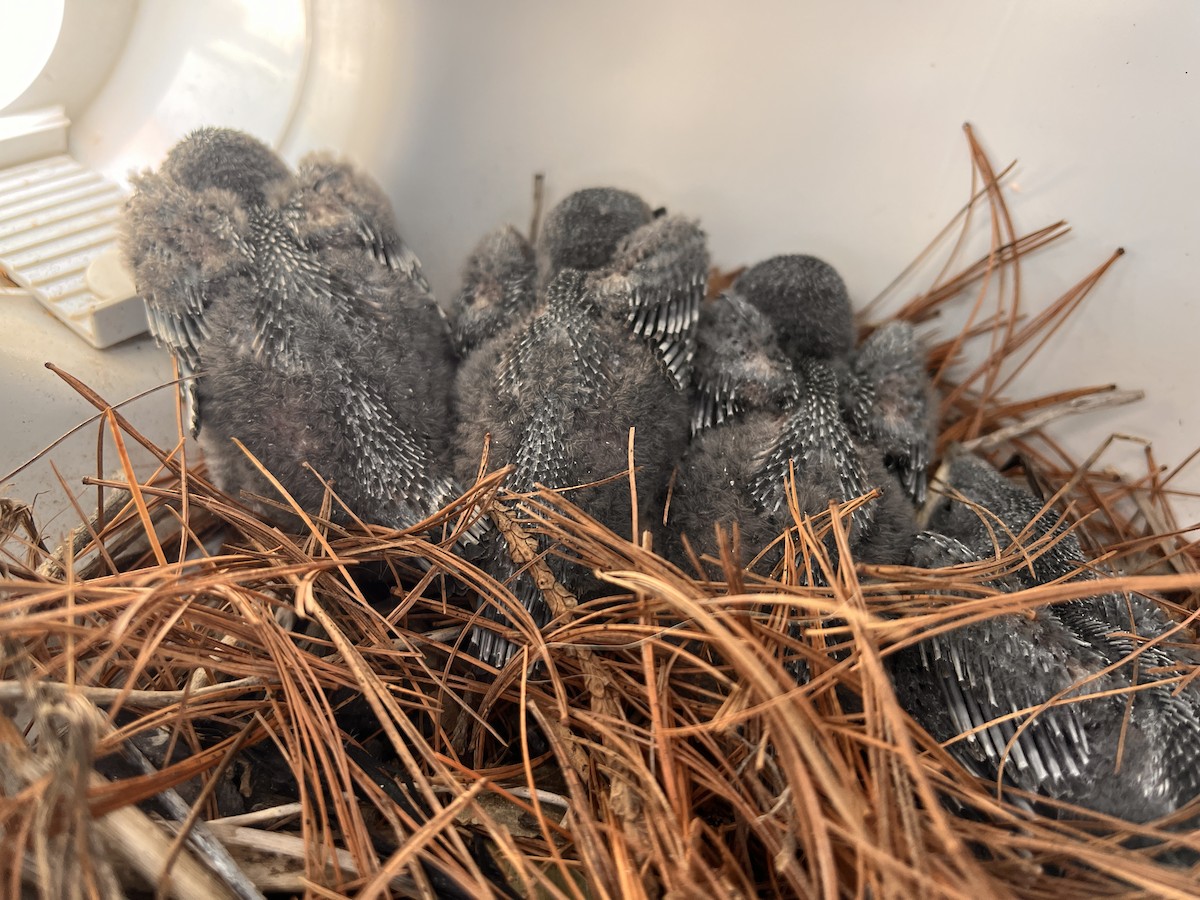 Purple Martin - ML638996062