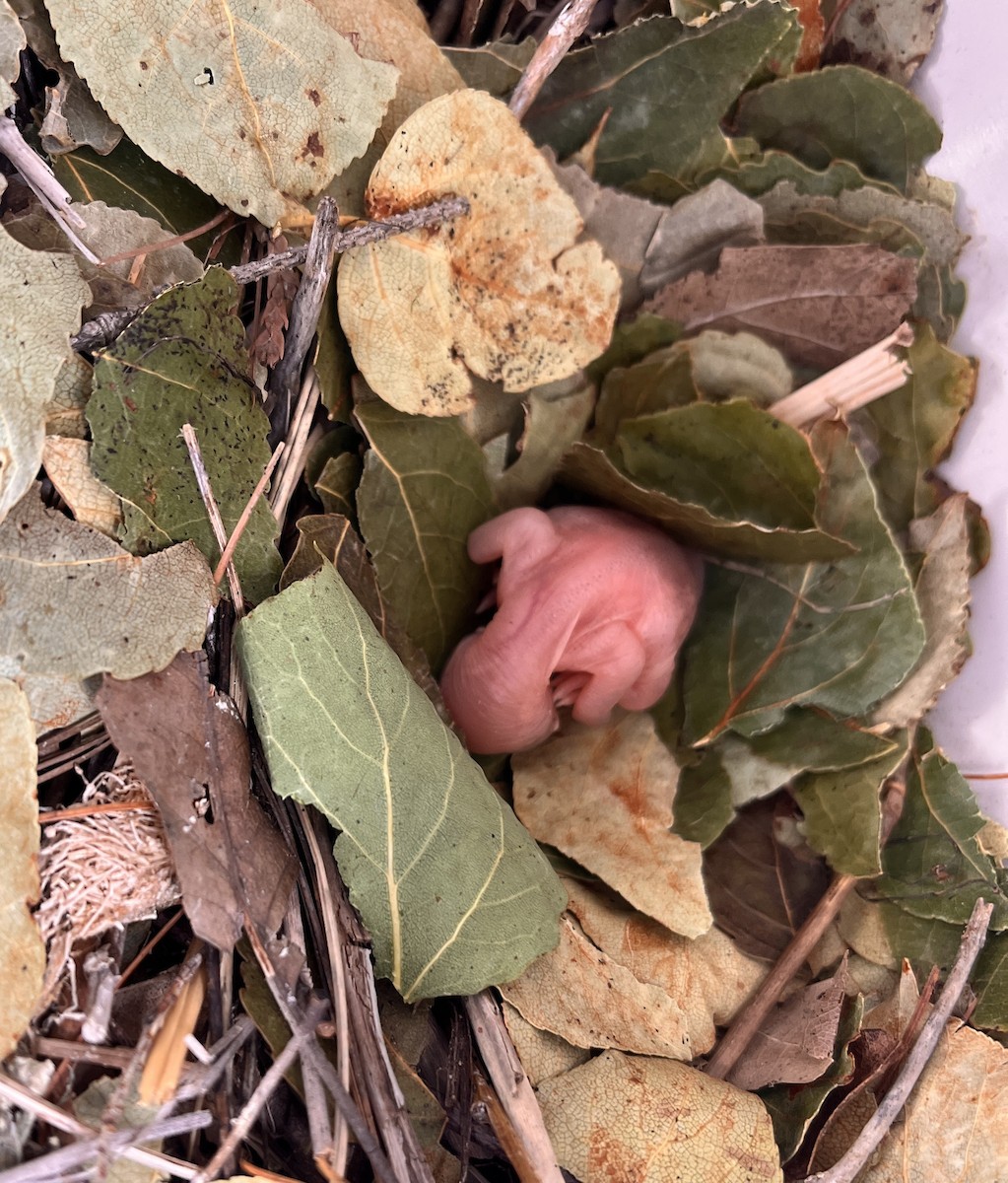 Purple Martin - ML638996063