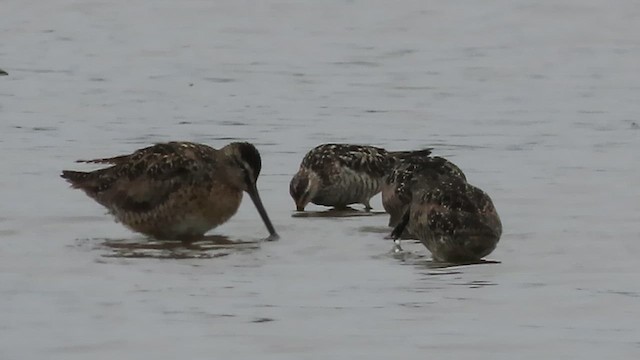 Stilt Sandpiper - ML638996069