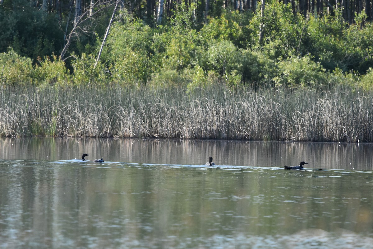 Common Loon - ML638996074