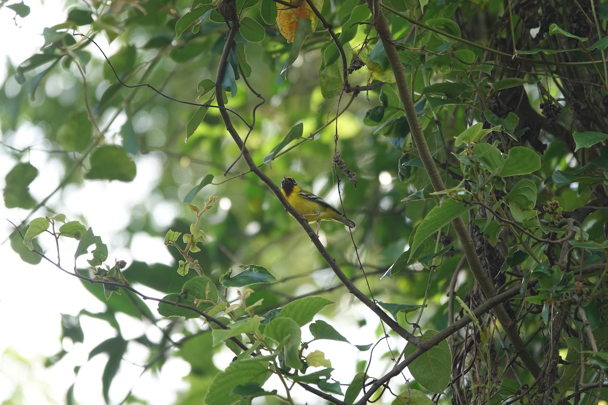 Vireo Alcaudón Frenticastaño - ML638996095