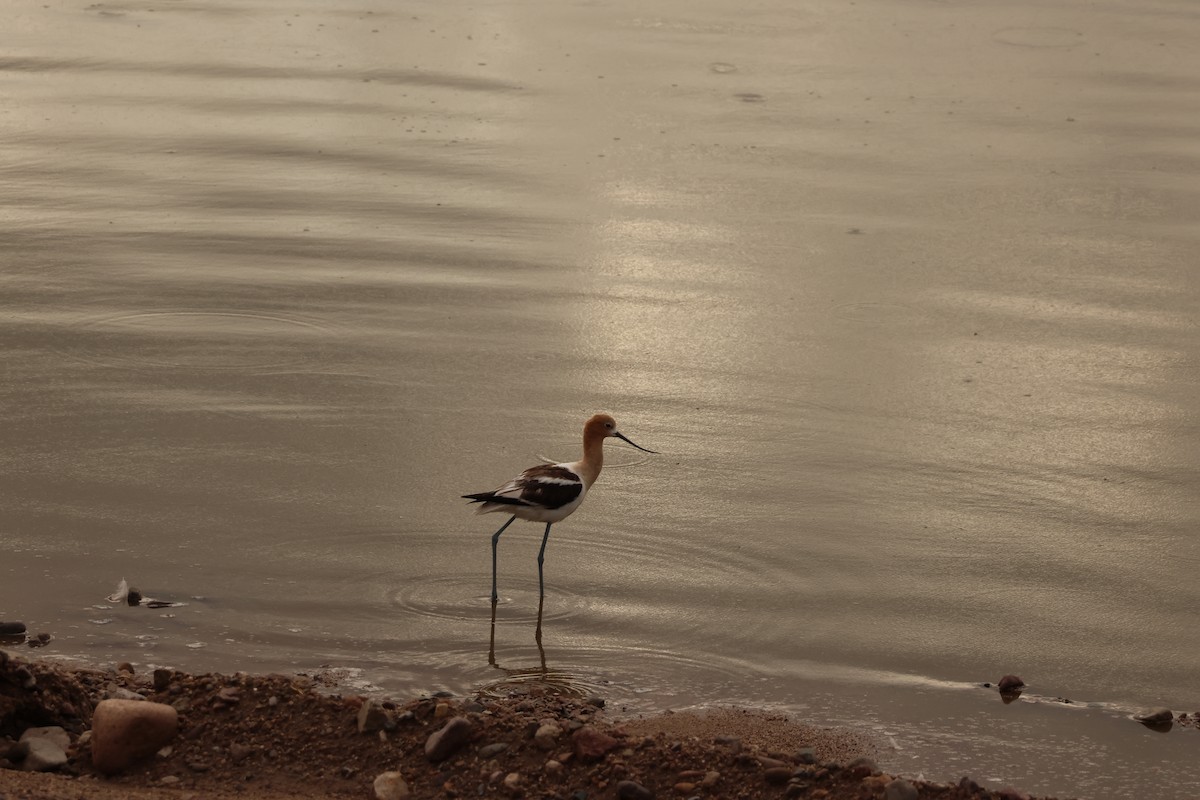 Avoceta Americana - ML638996096