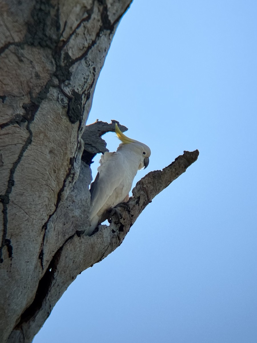 Cacatúa Galerita - ML638996100