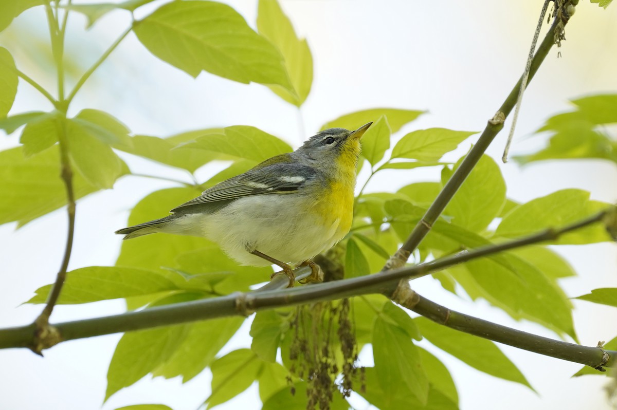 Parula Norteña - ML638996110
