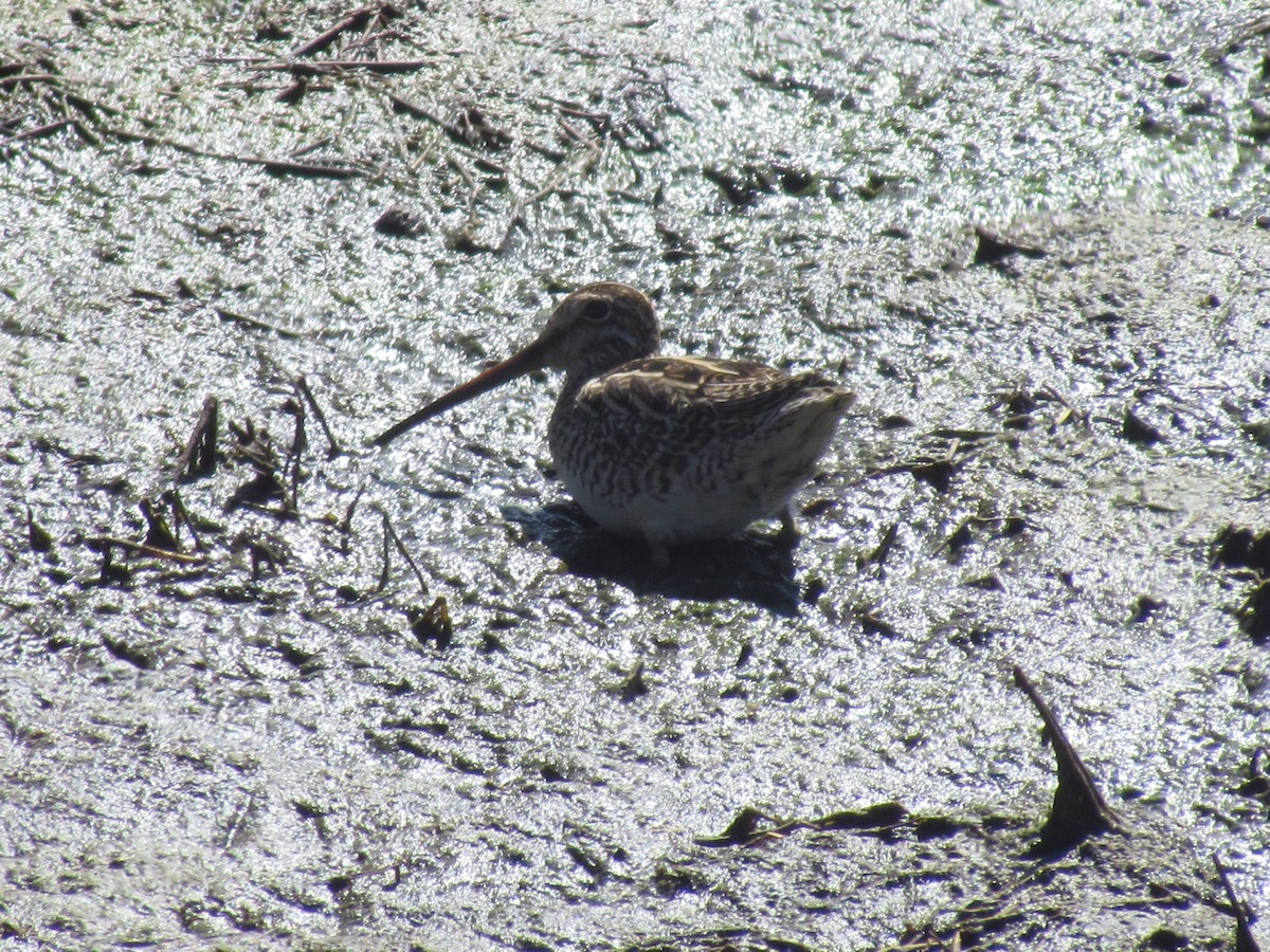 Magellanic Snipe - ML638996131