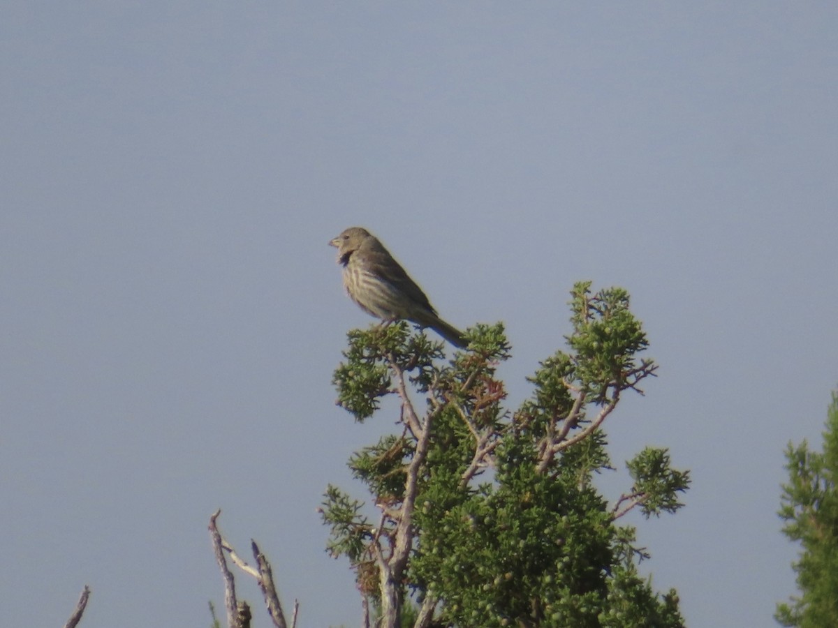 House Finch - ML638996135