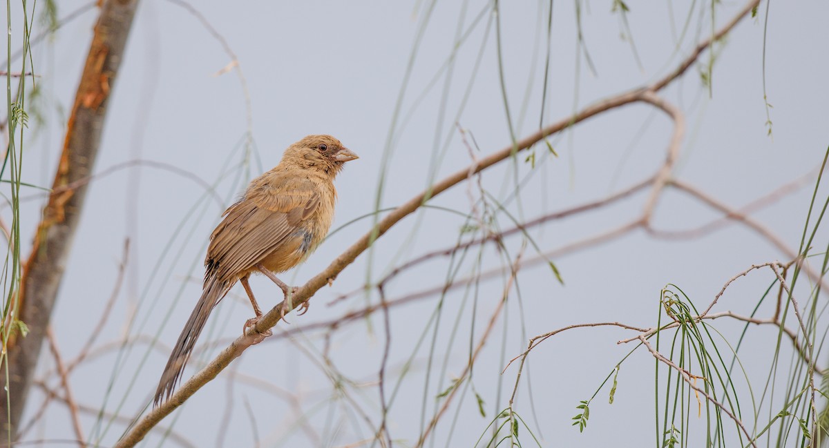 Abert's Towhee - ML638996140