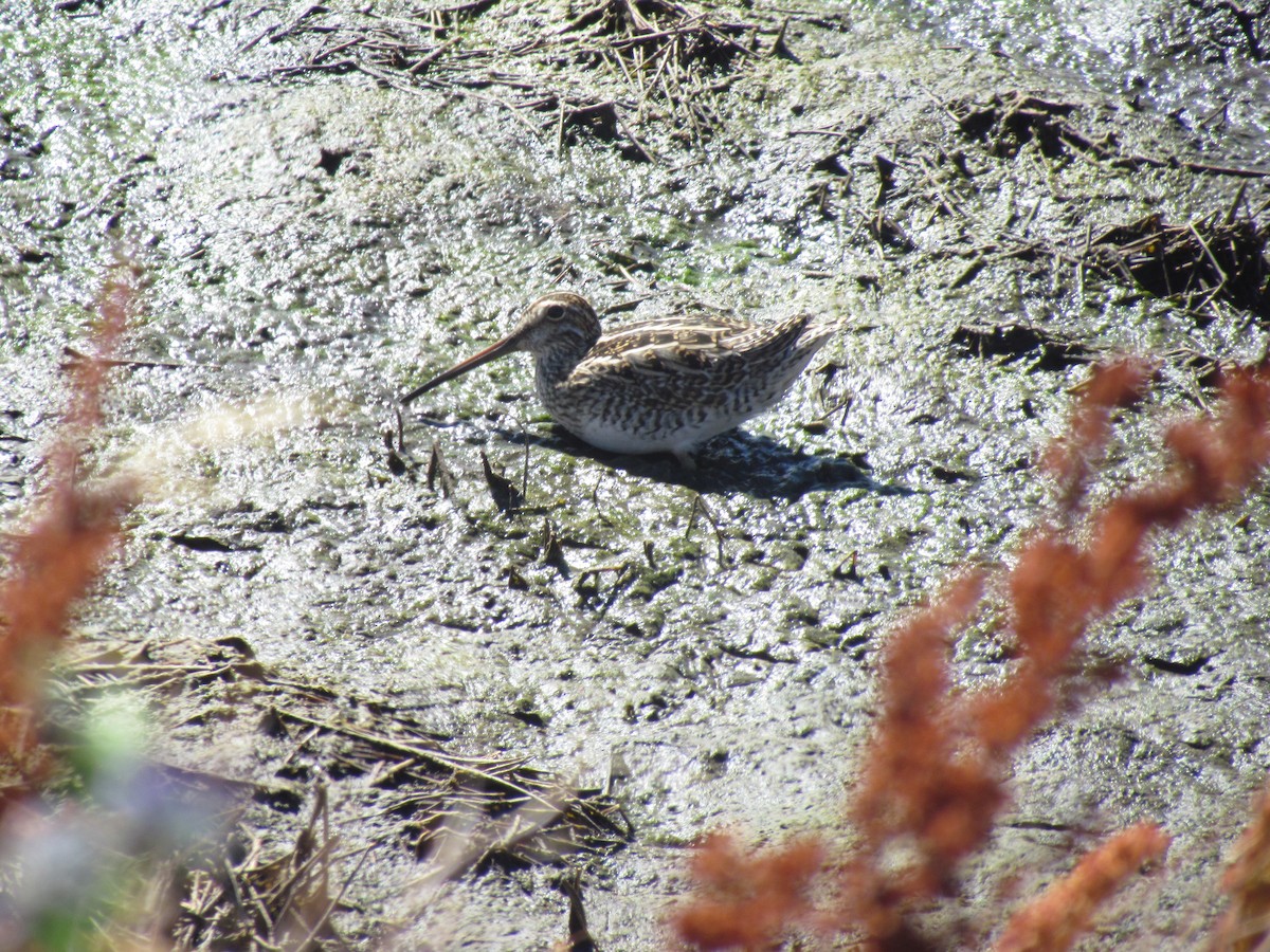 Magellanic Snipe - ML638996142