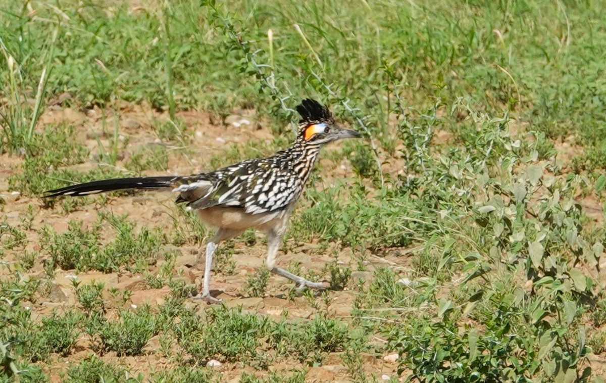Greater Roadrunner - ML638996145
