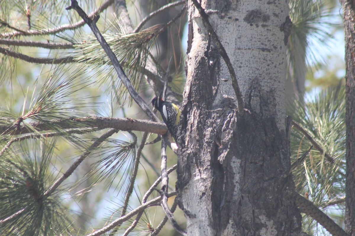 Williamson's Sapsucker - ML638996153