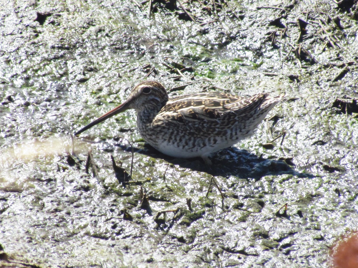 Magellanic Snipe - ML638996162