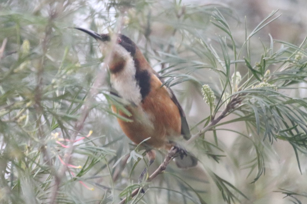 Eastern Spinebill - ML638996164