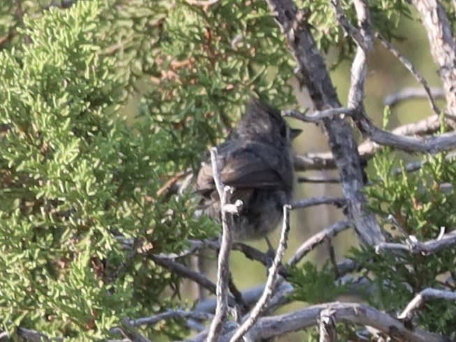 Mésange des genévriers - ML638996200