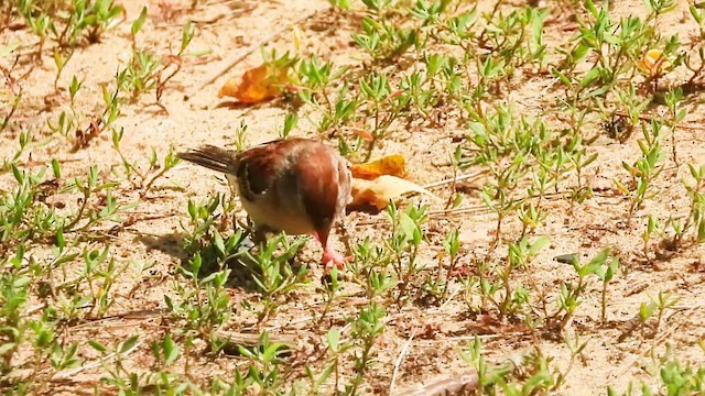 Field Sparrow - ML638996205