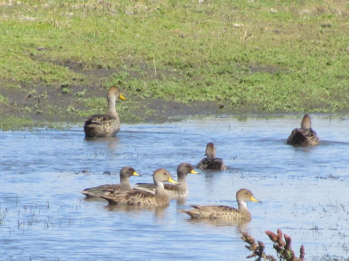 Yellow-billed Teal - ML638996247