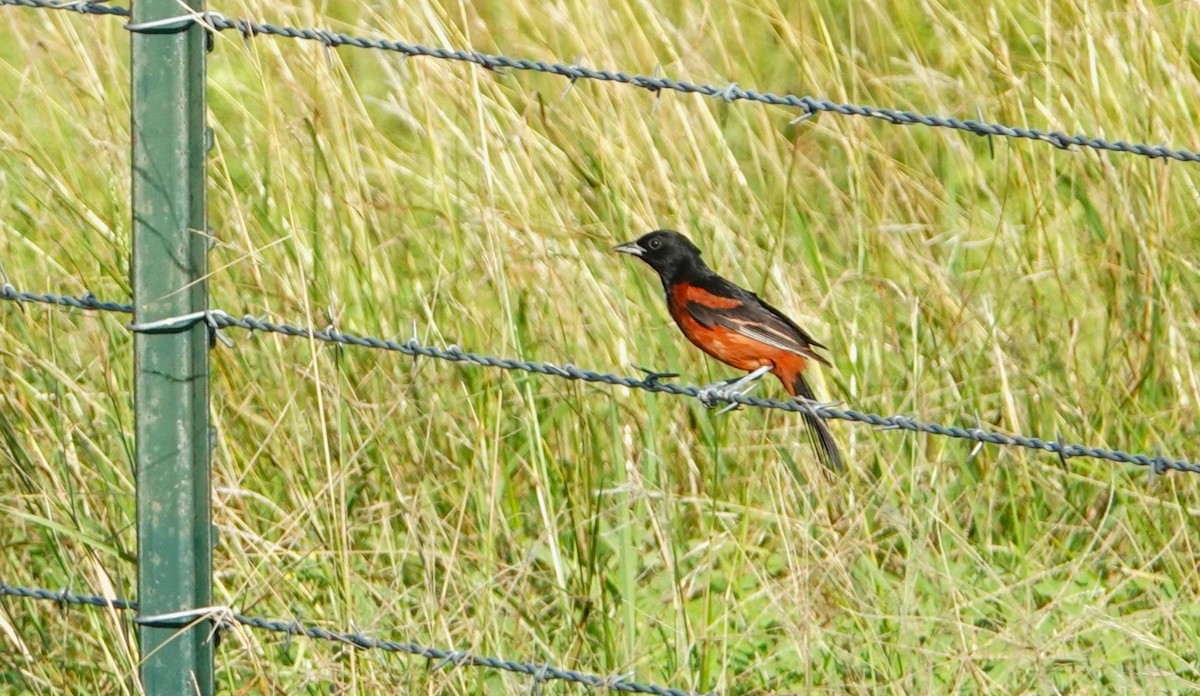 Orchard Oriole - ML638996253