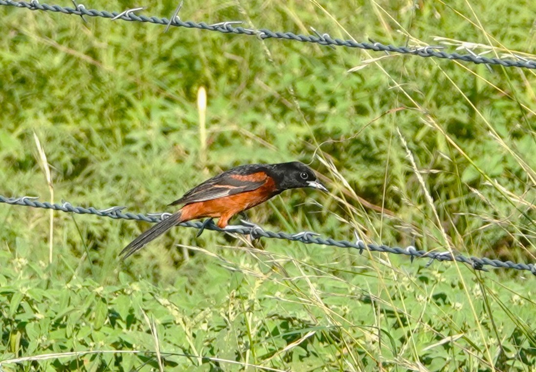 Orchard Oriole - ML638996257