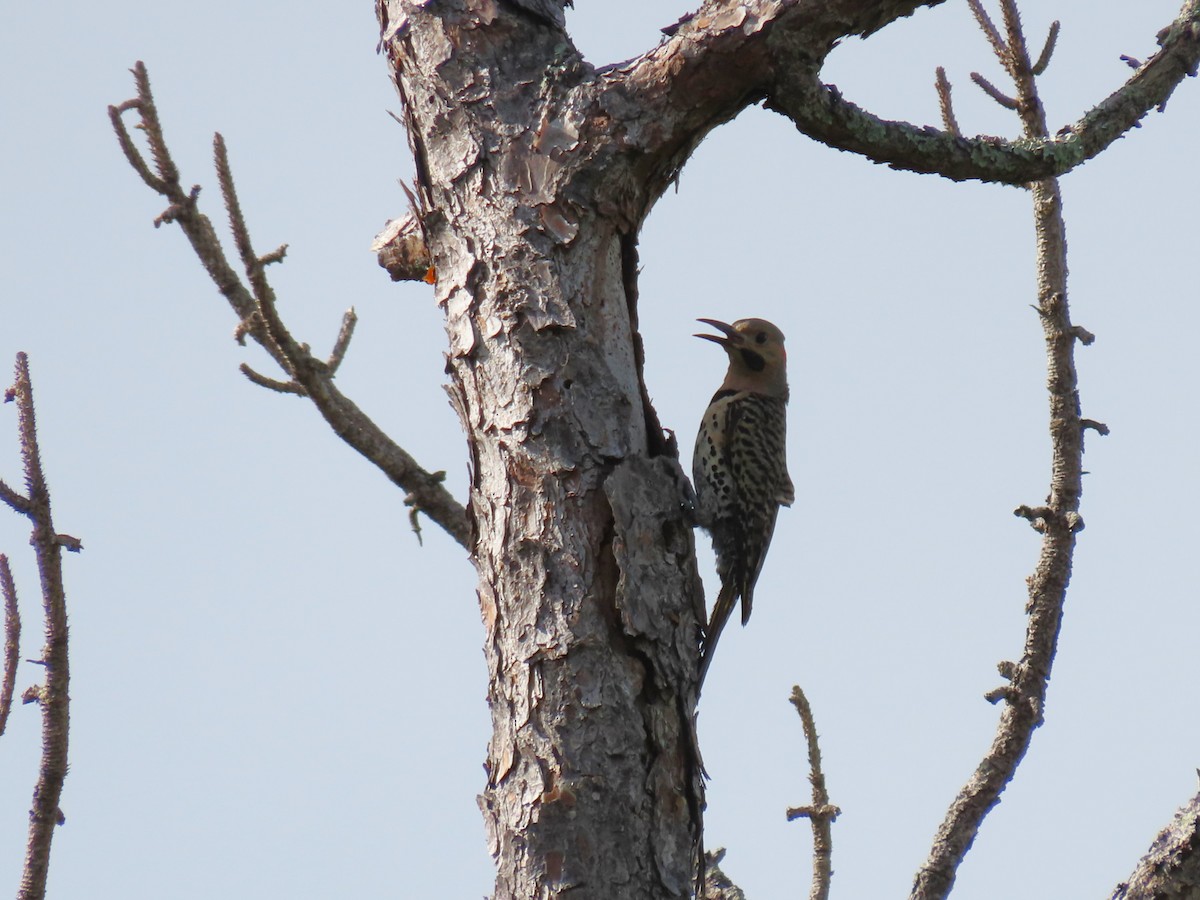 Northern Flicker - ML638996270