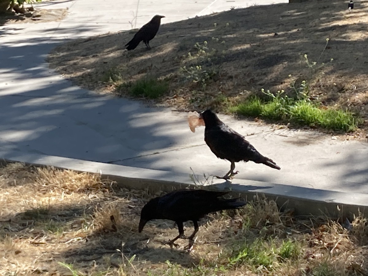 Common Raven - ML638996281