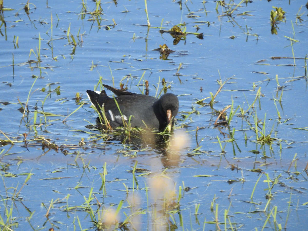 Common Gallinule - ML638996282