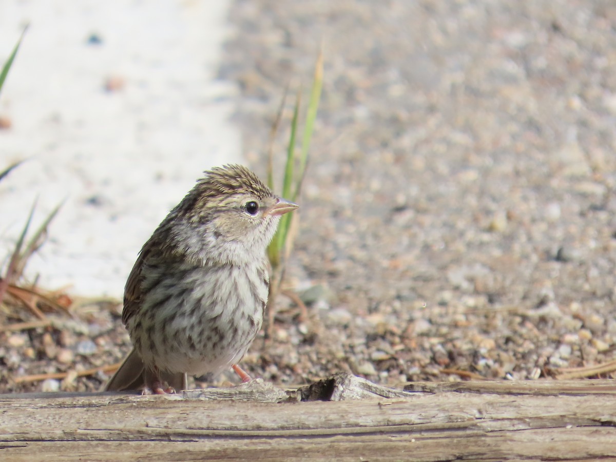 Chipping Sparrow - ML638996289
