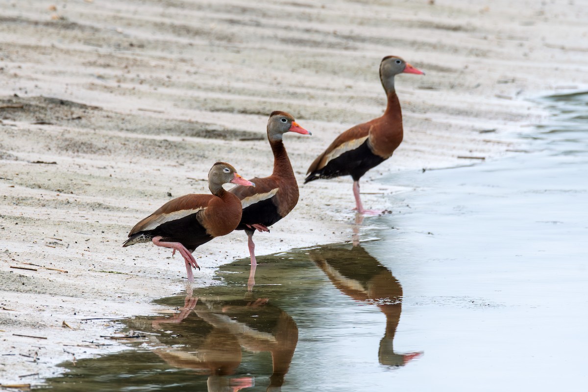 Black-bellied Whistling-Duck - ML638996303