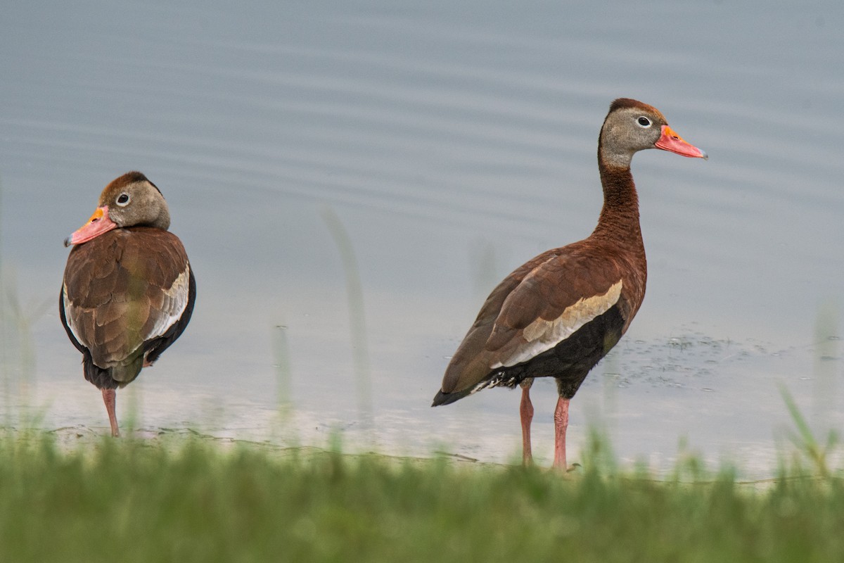 Black-bellied Whistling-Duck - ML638996305