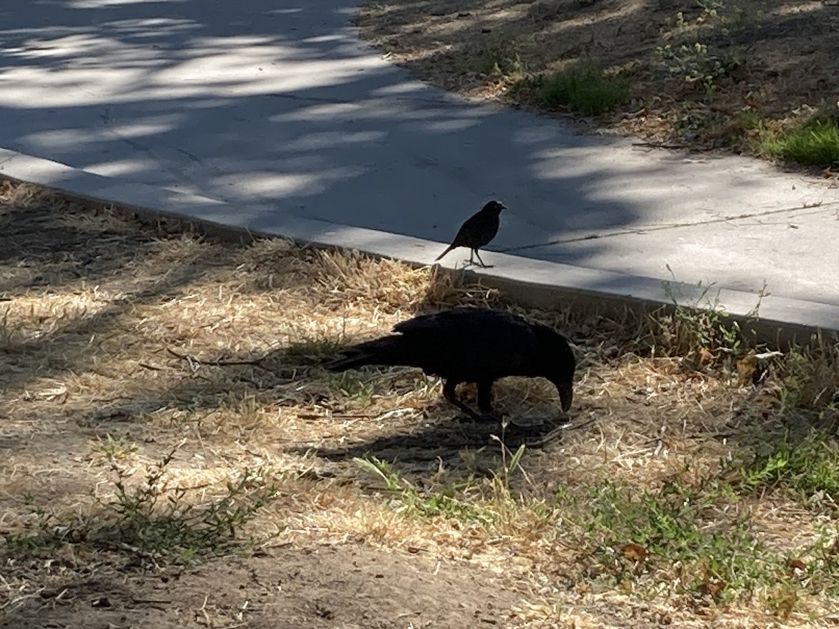 Brewer's Blackbird - ML638996341