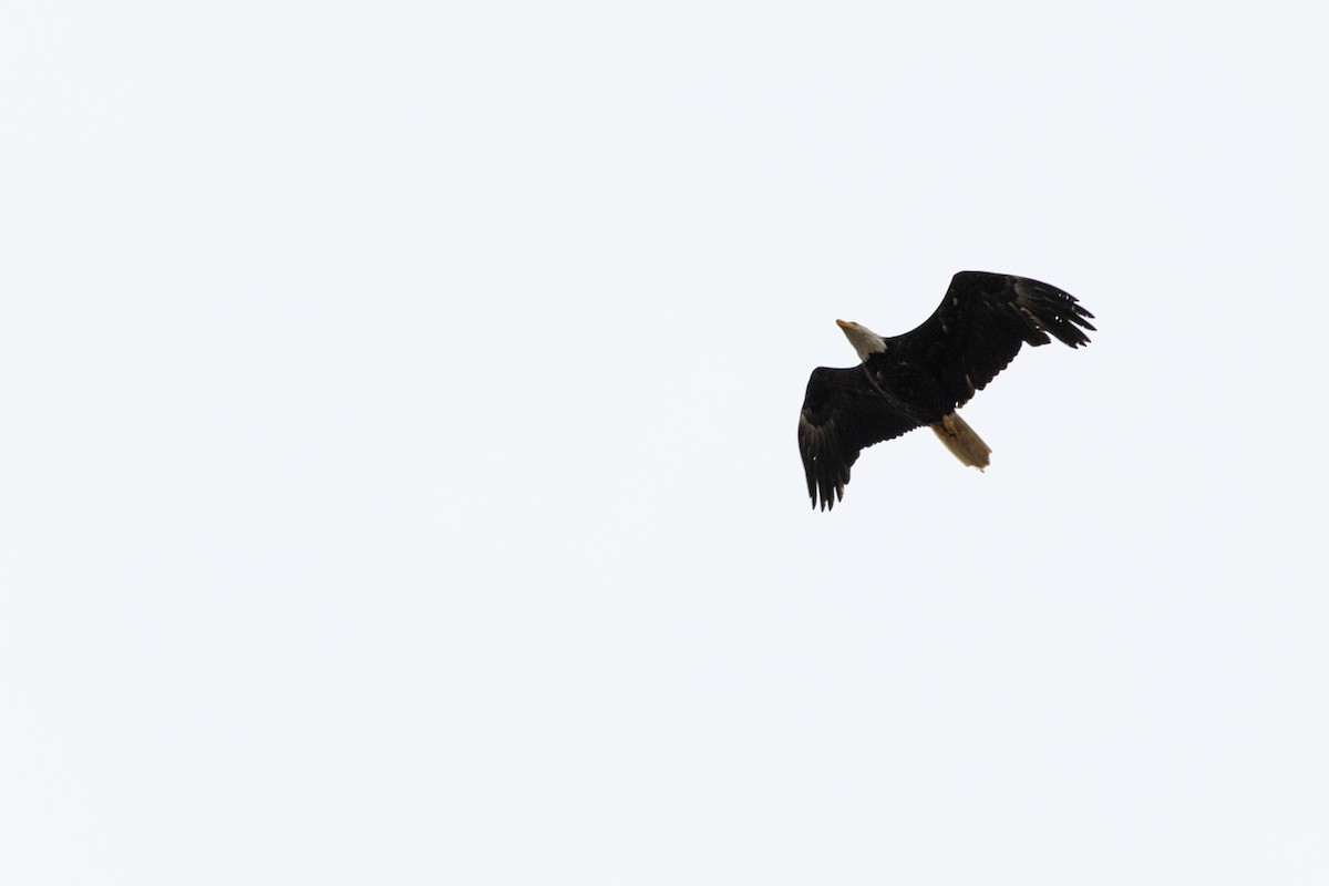 Bald Eagle - ML638996342