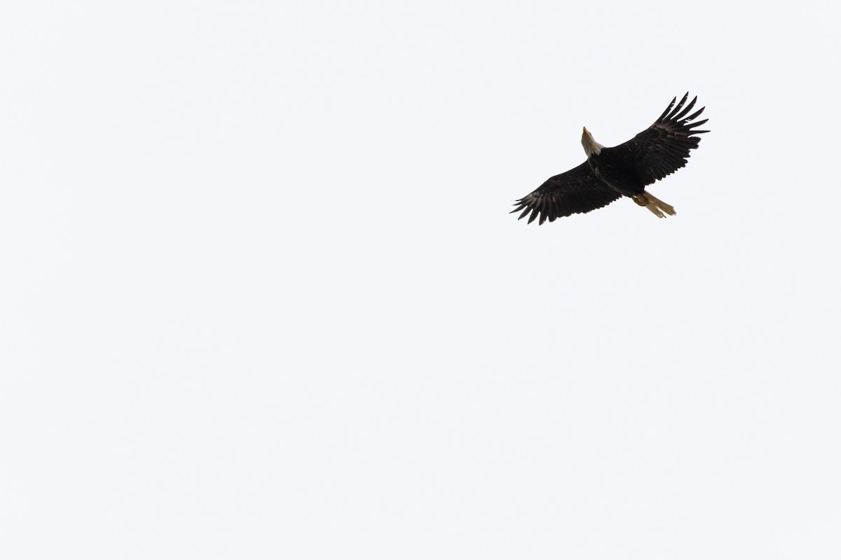 Bald Eagle - ML638996343