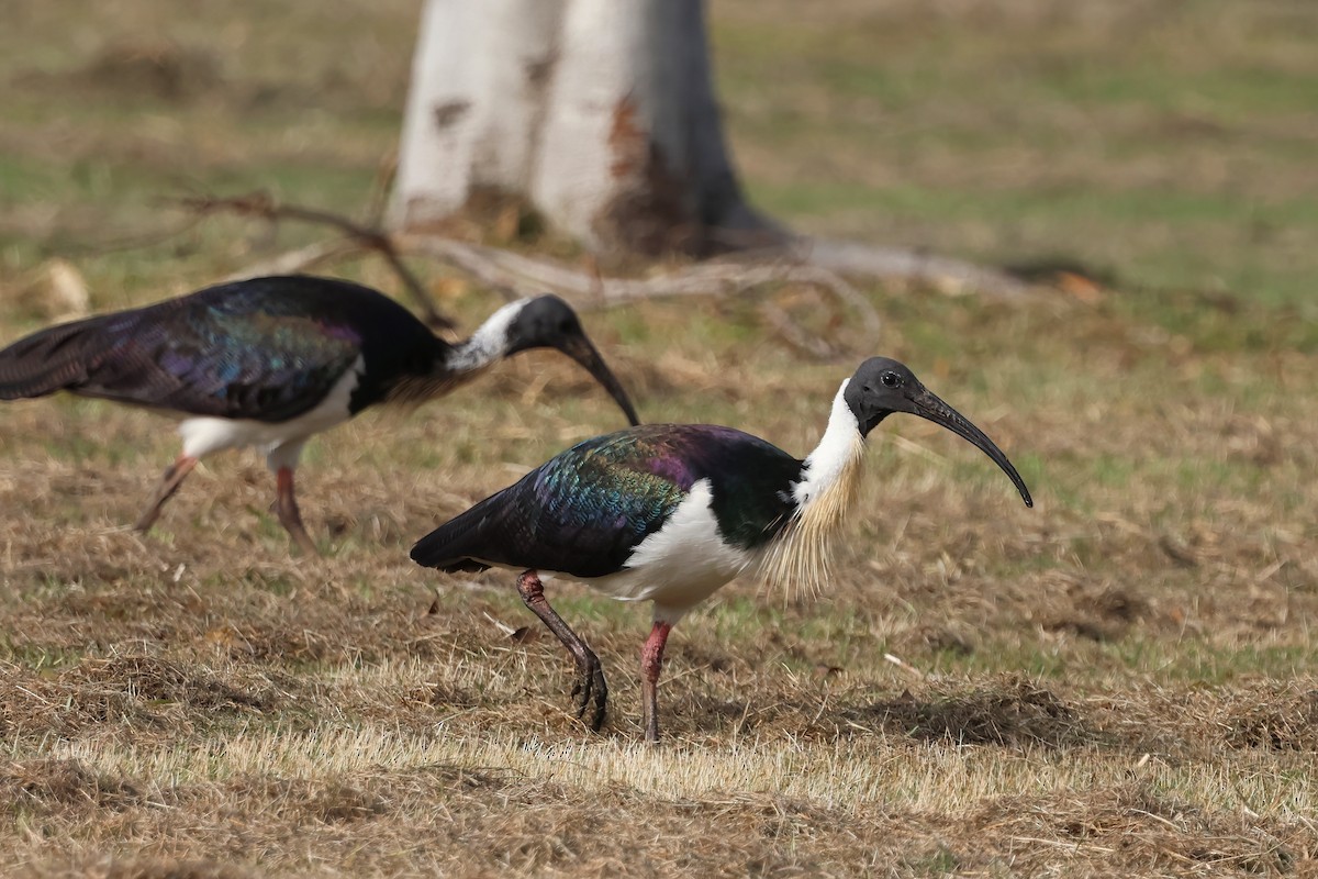 Ibis d'Australie - ML638996353