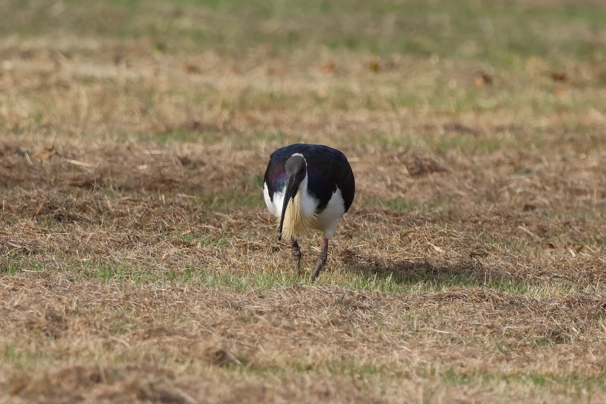 Ibis d'Australie - ML638996354