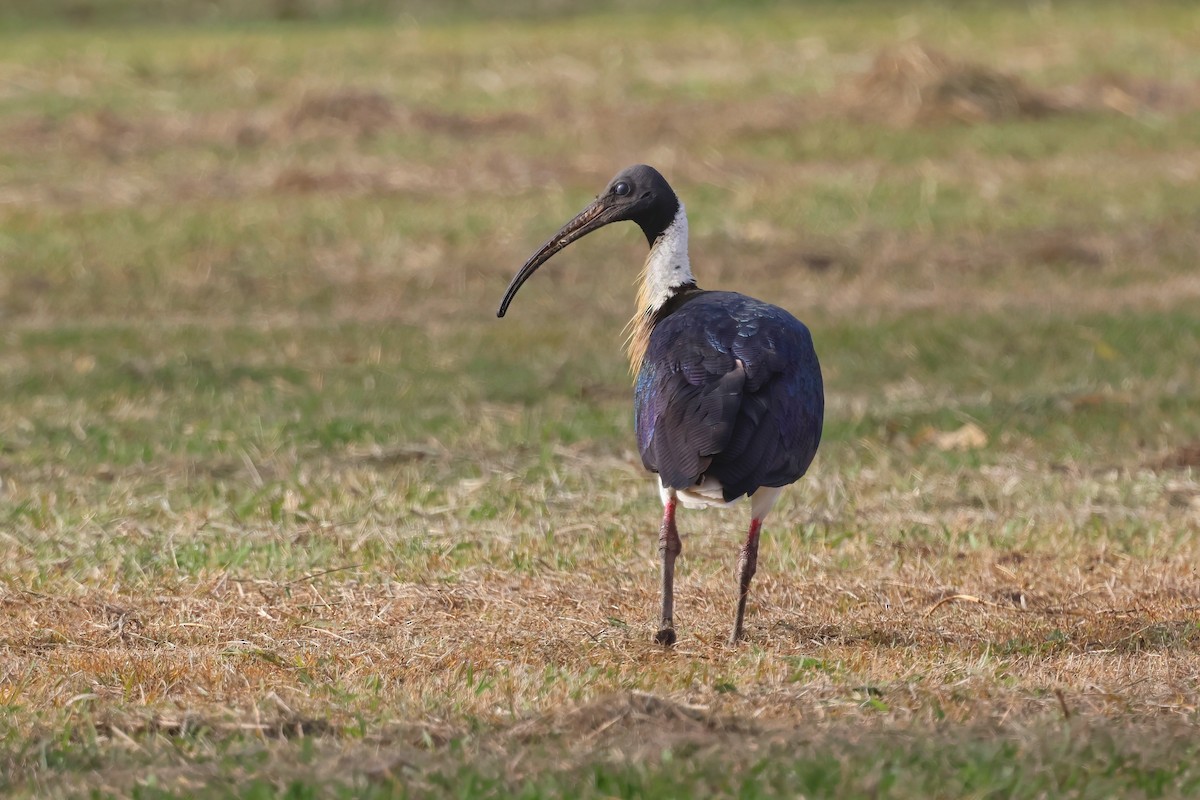 Ibis d'Australie - ML638996355