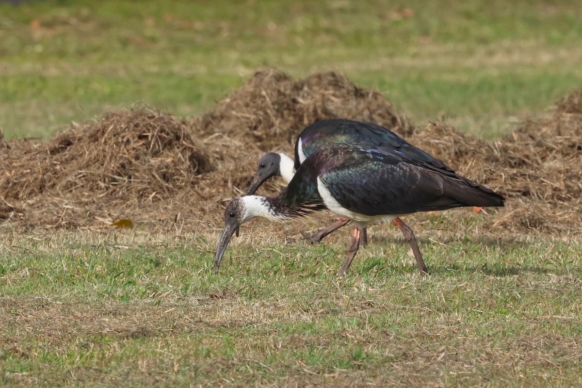 Ibis d'Australie - ML638996370
