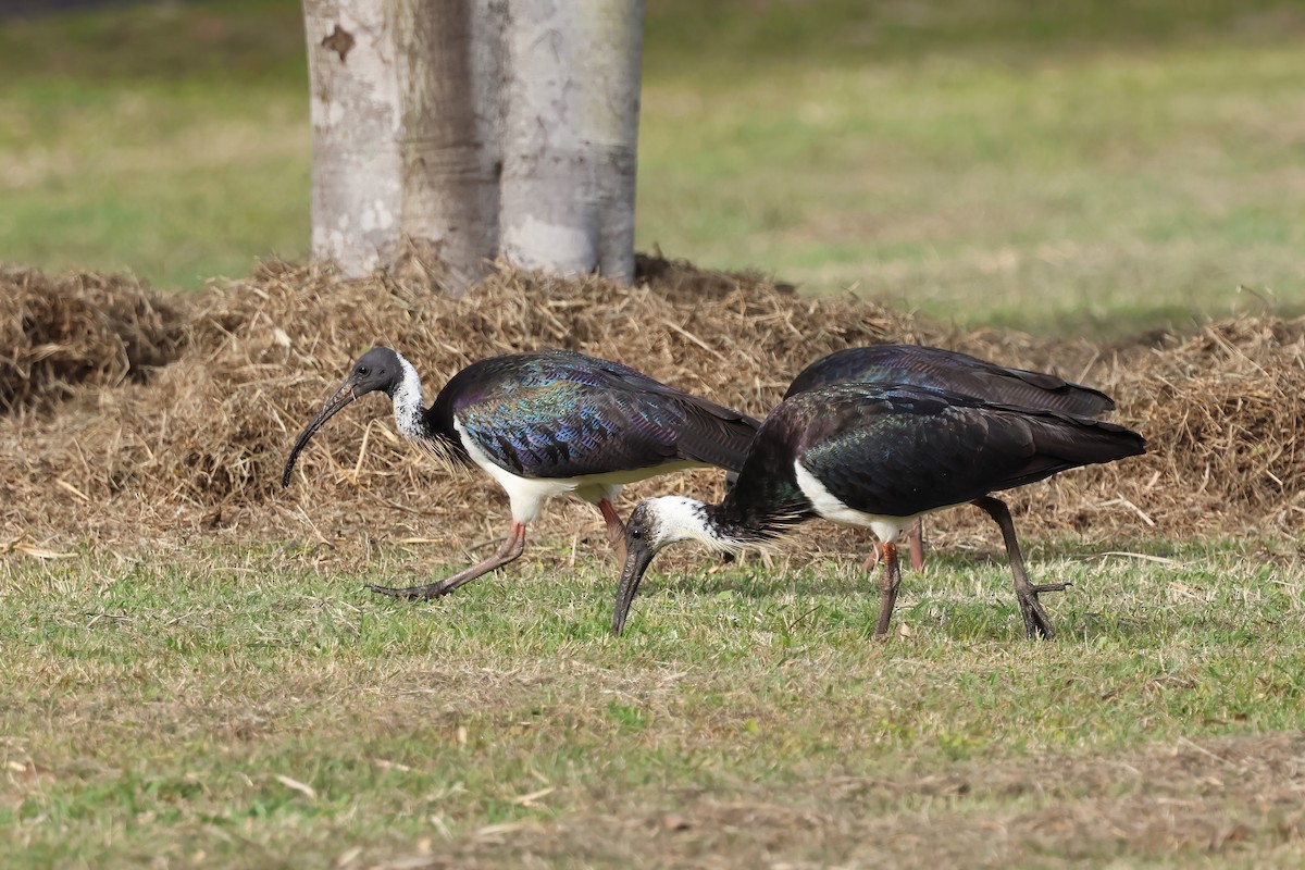 Ibis d'Australie - ML638996371