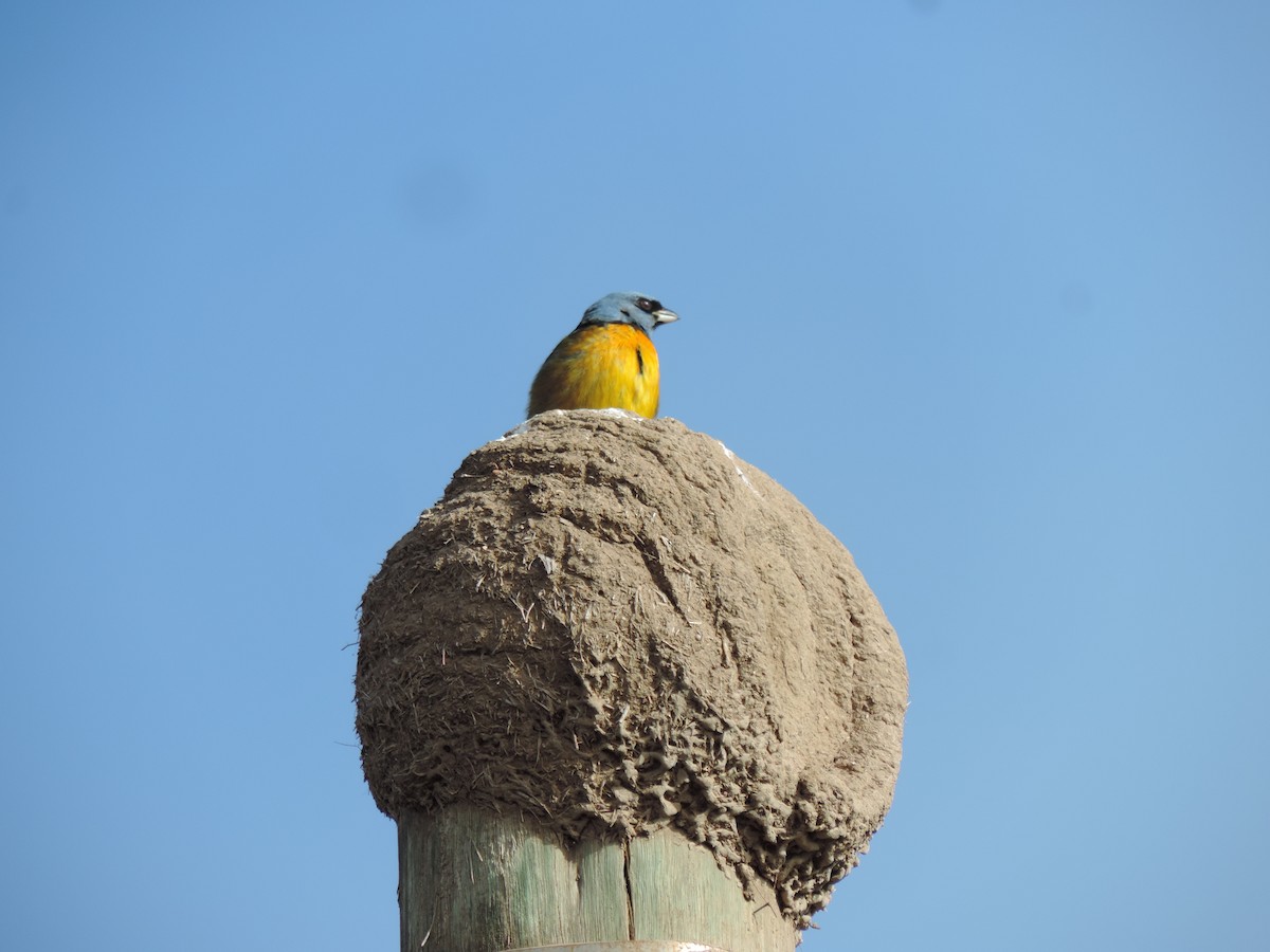 Blue-and-yellow Tanager - ML638996392