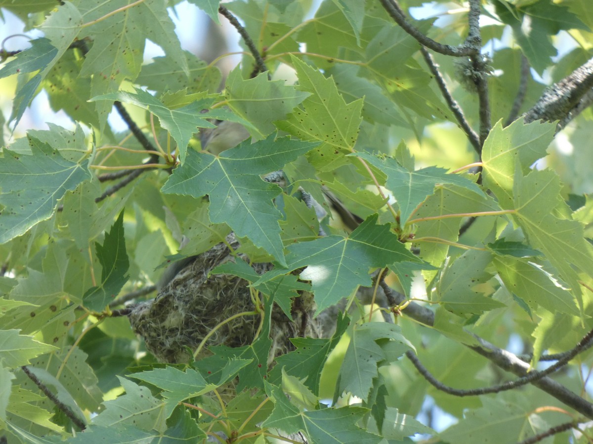 Warbling Vireo - ML638996394